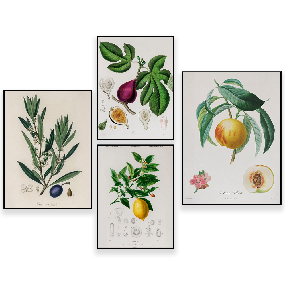 Medical Botany Vintage Illustr - Plant Jackfruit recension och pris